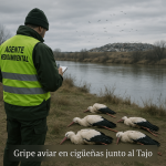 Agente ambiental observa cigüeñas muertas junto al río Tajo en Toledo