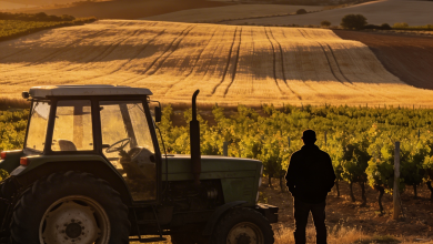 Castilla-La Mancha tendrá que devolver 35 millones de fondos europeos para el campo por falta de ejecución 17 Agricultor de Castilla-La Mancha mirando un campo seco junto a papeles de ayudas europeas